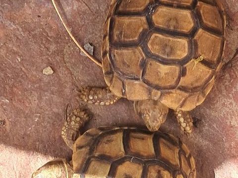 Tortue de terre 150 59000 Lille