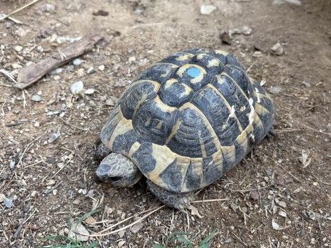 Tortue m&acirc;le 100 06510 Carros