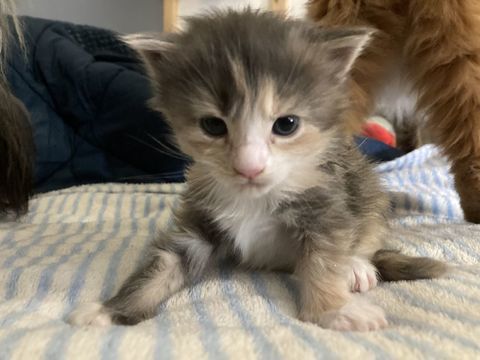 Chatons Femelles main coon 700 34660 Cournonterral