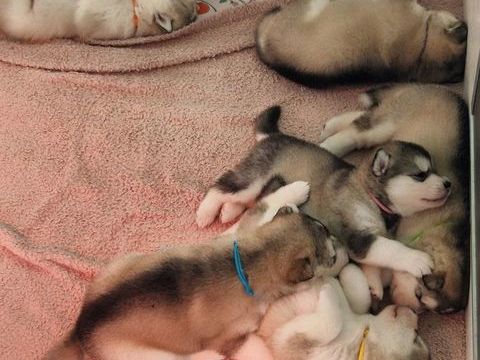 Chiots Malamute de l'Alaska - à réserver 1300 35000 Rennes