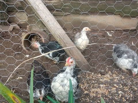 Pekin 20 44460 F�gr�ac