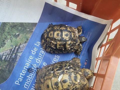 Tortue 200 13700 Marignane