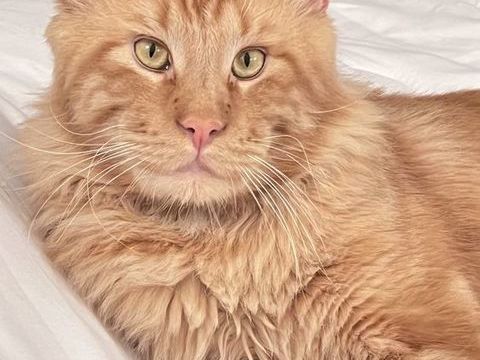 Magnifique mâle Maine Coon 760 80000 Amiens