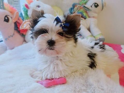 Chiot male Biewer terrier  1900 38140 Apprieu