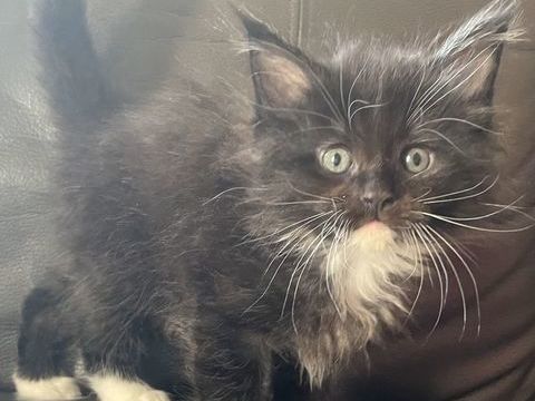 Chatons Maine Coon M&acirc;les et Femelle LOOF 1300 44710 Port-saint-p�re