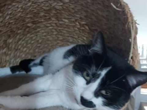 Scully, minette à conquérir !!! 110 59000 Lille