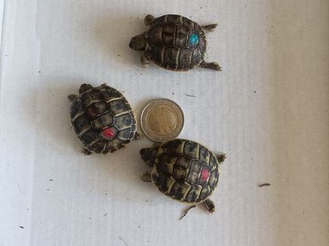tortue 2025 45 83470 Saint-maximin-la-sainte-baume