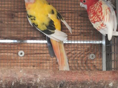 Couple pennant 250 61000 Alen�on