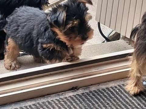 6 joli bb  joueur qui demande une famille 1200 85170 Les lucs-sur-boulogne