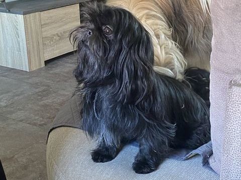 Femelle Shih Tzu 750 51310 Champguyon