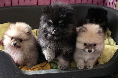 ? Spitz nain pr&ecirc;ts &agrave; rejoindre leur famille ?? 1500 60400 Noyon