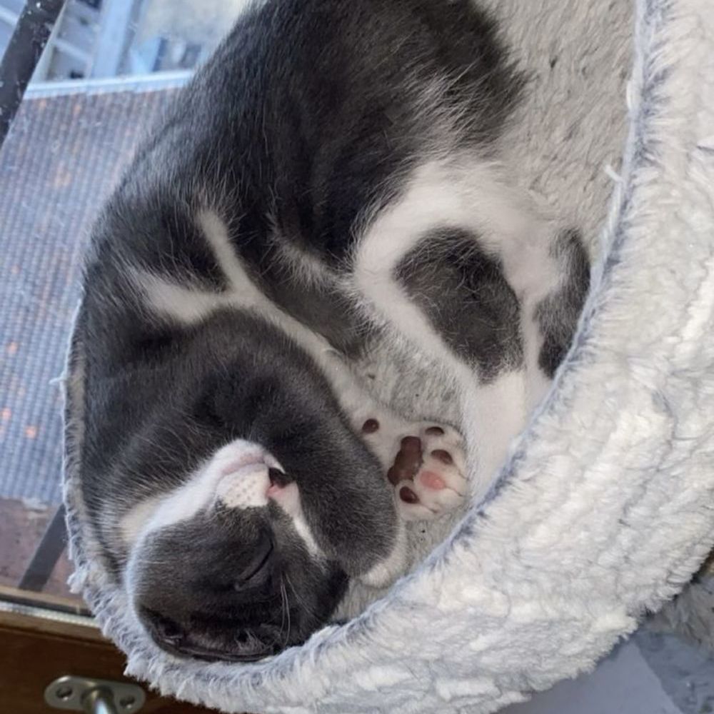   Chatons sevrés à adopter contre bon soins 