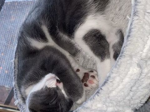 Chatons sevr&eacute;s &agrave; adopter contre bon soins 0 69700 Givors