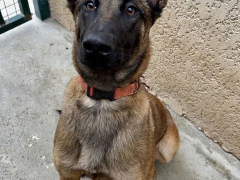 BERNADETTE, 1 an non lof 220 34500 B�ziers