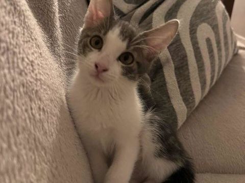 Capucine, chatonne grise et blanche douce et &eacute;quilibr&eacute;e 180 92700 Colombes