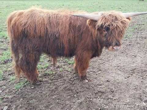 Taureau de race Highland Cattle 500 49100 Angers