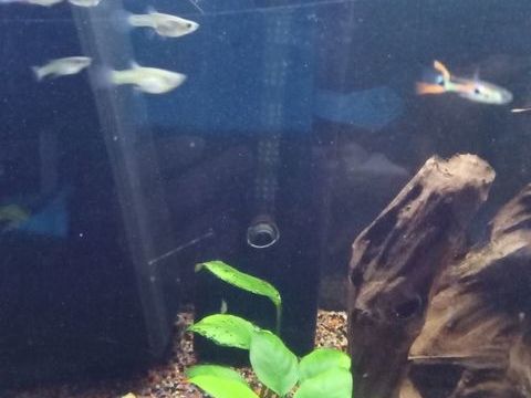 Guppys m&acirc;les et femelles 1 68200 Mulhouse