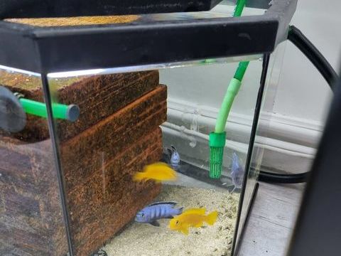 Poissons cichlidés du lac Malawi 5 35800 Dinard