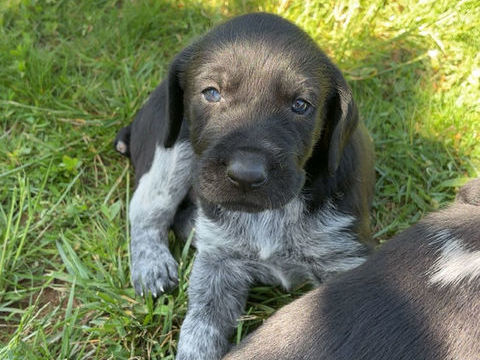 Chiots m&acirc;les 0 18130 Dun-sur-auron