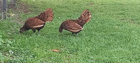 Poussins sebright dor&eacute; 14 59310 Auchy-lez-orchies