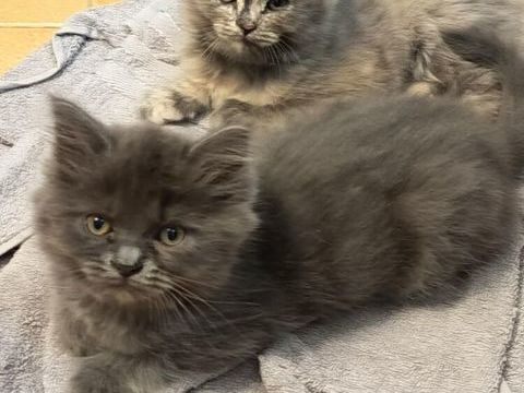 Chaton persans crois&eacute; sacr&eacute; de birmanie 250 36160 Vijon
