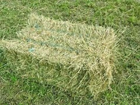 foin luzerne sain foin ray grass 1 26130 Saint-paul-trois-chteaux