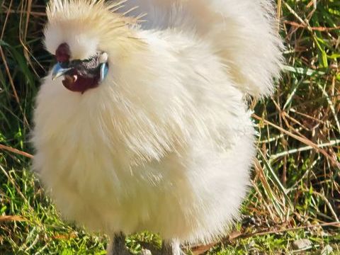  donne coq de soie blanc 0 22350 Saint-maden