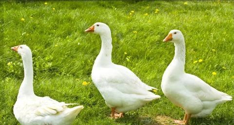 3 oies 130 30100 Al�s