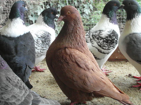 pigeons carneaux nés en /2025. 20 18100 Vierzon