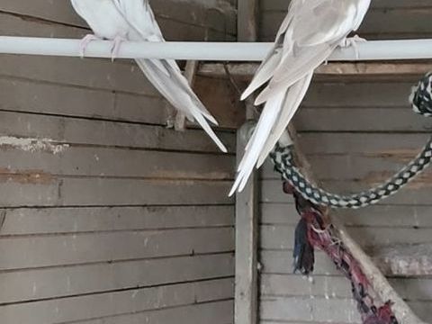 Couple calopsitte 60 07350 Cruas