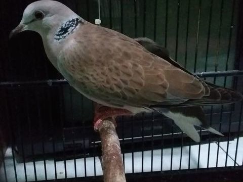 Tourterelle crois&eacute; 1 94100 Saint-maur-des-foss�s