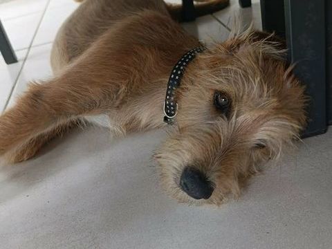Youpi, vif et curieux 350 77450 Montry