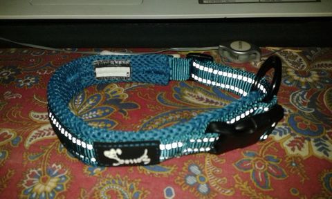 collier petit chien 7 44600 Saint-nazaire