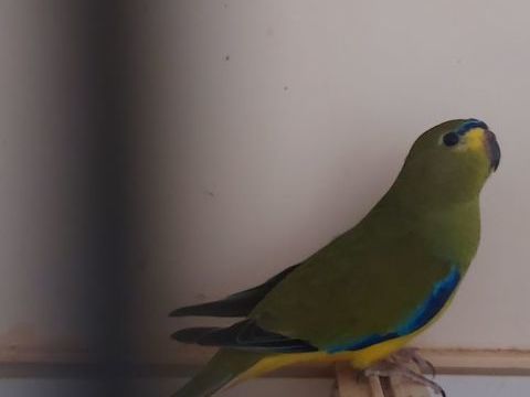 Coupl&eacute; de perruche 80 57220 Boulay-moselle