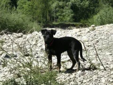 Chien KYRO &agrave; l adoption 300 07230 Lablach�re