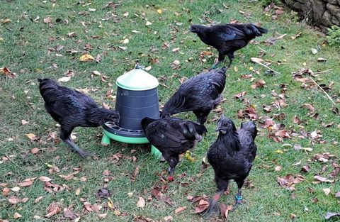 Coq  ayam  Cémani 25 29400 Saint-sauveur