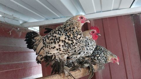 Couples Sabelpoot 30 47360 Prayssas