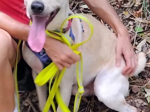 ✨️ FRANKLIN ✨️ 🐶 350 27400 Heudreville-sur-eure