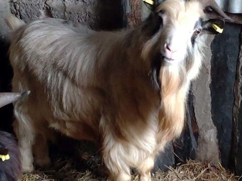 GALICTETE, beau bouc semi-nain à adopter via l'association UMA 50 44170 Abbaretz