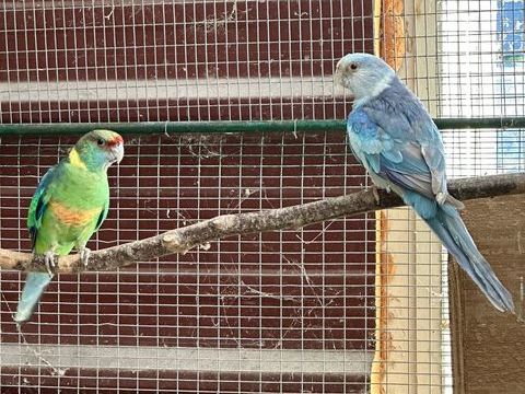 Barnard bleu fallow et porteurs 1 24000 Périgueux
