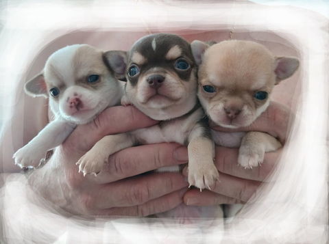 3 Mâles chihuahua a réservé 
1250 56000 Vannes