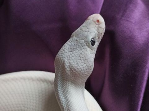 Python royal m&acirc;le BEL 250 59320 Englos
