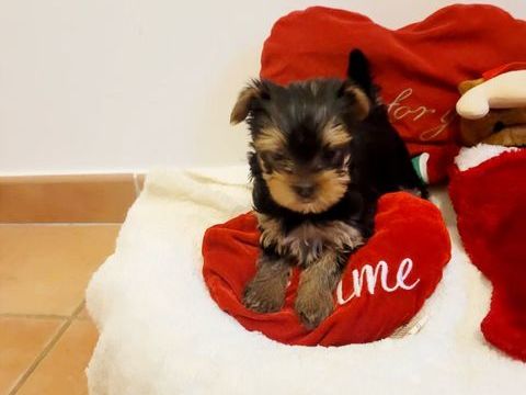 Mini chiot yorkshire 1200 30220 Aigues-mortes