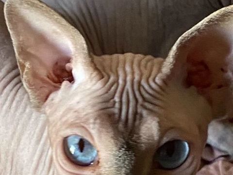 Chaton Sphinx 1400 83500 La seyne-sur-mer