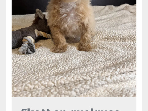 Maltipoo (Croisement entre une bichon maltaise et 1 caniche  700 91000 �vry