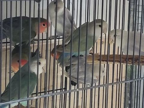 Inseparable, perruches 25 57180 Terville