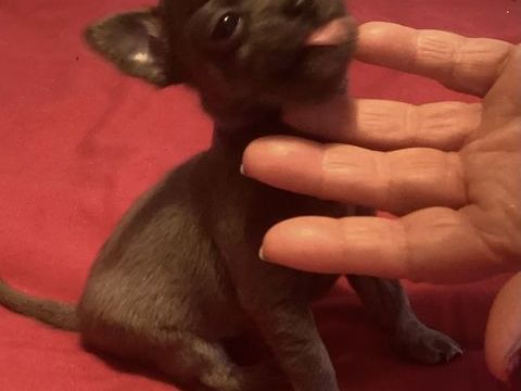 femelle chihuahua de pure race 1200 75013 Paris