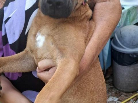 Ava, femelle, croisée berger, née le 25/04/2025 380 60000 Allonne