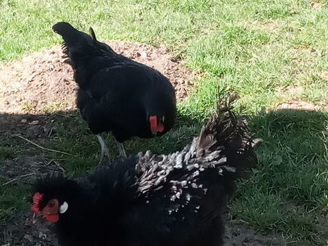 Poules noir 12 25500 Les fins