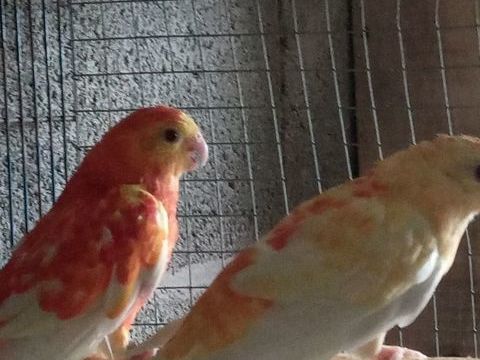 Couple de CROUPIONS mutation ORANGE Rubino 0 85140 Les essarts